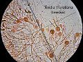 Exidia thuretiana-amf44-Basides